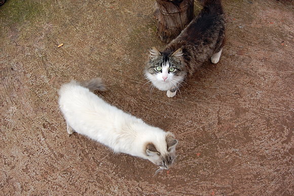 los gatos de fran conesa