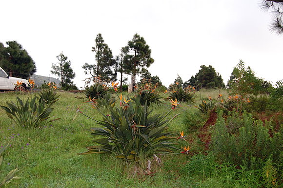 finca de fran conesa en tenagua isla de la palma
