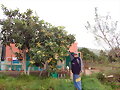 MI AMIGO PACO ENSE&Ntilde;ANDOME  SUS ARBOLES FRUTALES
