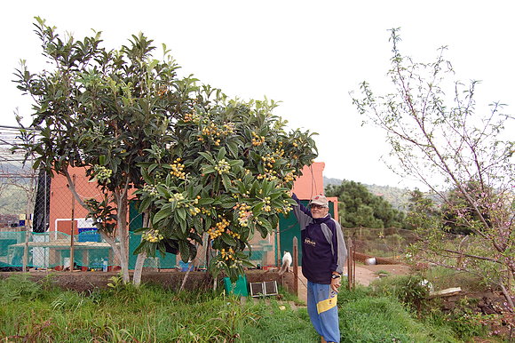 MI AMIGO PACO ENSEÑANDOME  SUS ARBOLES FRUTALES