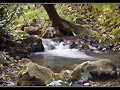 Rio Majaceite