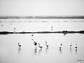 Flamencos (Phoenicopterus)