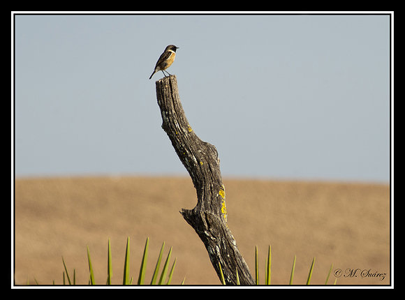 Tarabilla común (Saxicola torquatus)