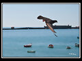 Palomas Urbanas