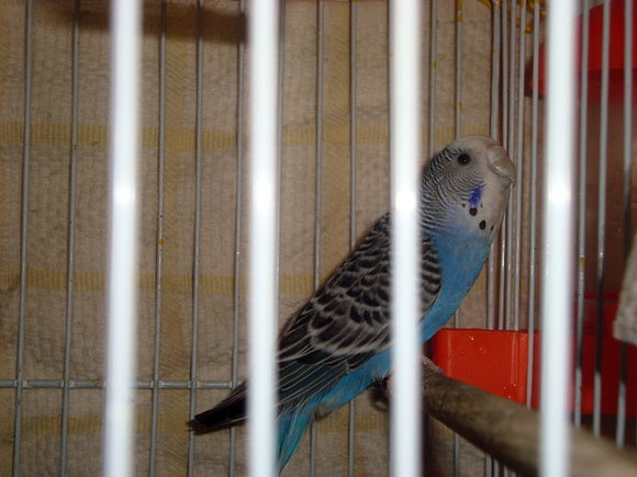 Caina