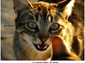 La  mirada  felina  de  Robin