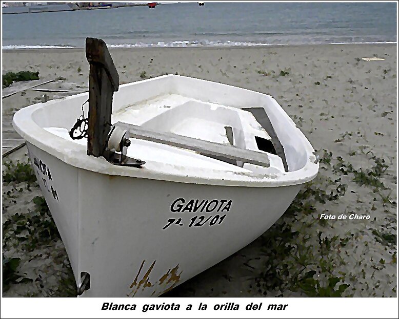 Blanca  gaviota