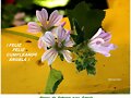 Flores  de  Febrero