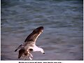 Movida por la fuerza del viento