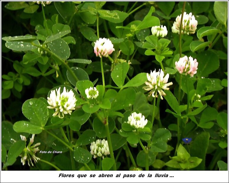 Flores que se abren
