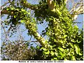 Repletos  de  verde