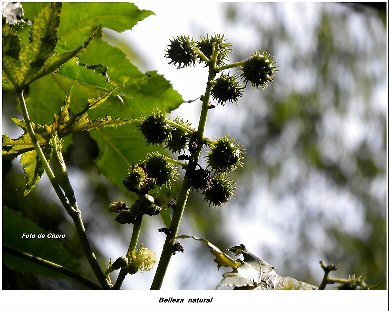 Belleza natural