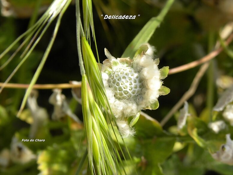 Delicadeza