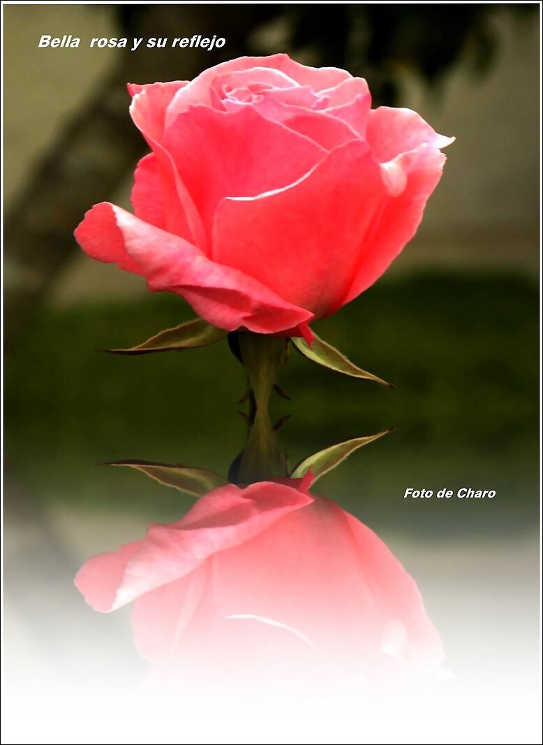 Bella  rosa