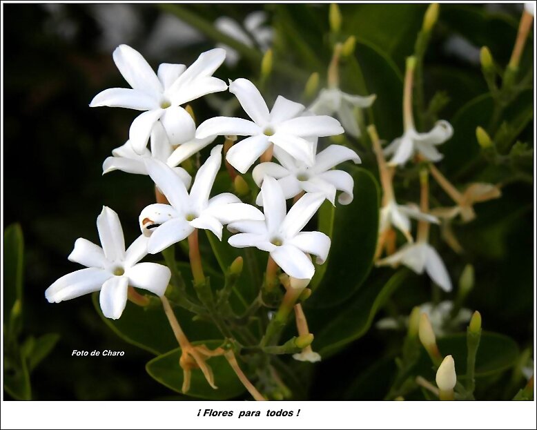¡ Flores  para  todos!