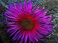 MISTERIOSA PERO BELLA FLOR