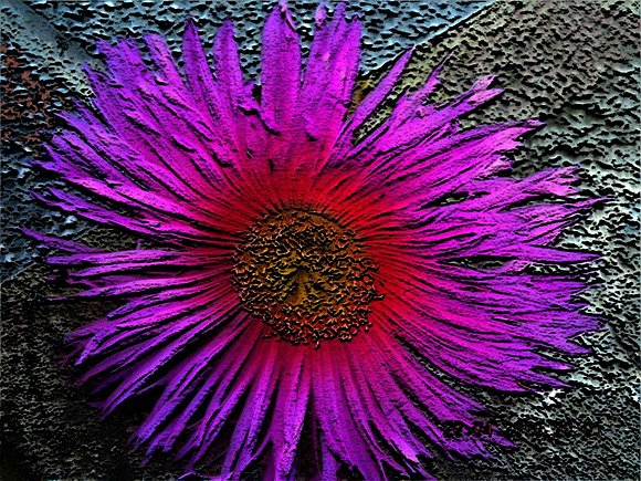 MISTERIOSA PERO BELLA FLOR
