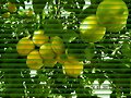 BAJO UN LIM&Oacute;N, LIMONERO