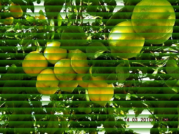 BAJO UN LIMÓN, LIMONERO
