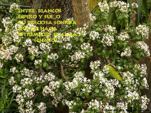 ENTRE BLANCOS