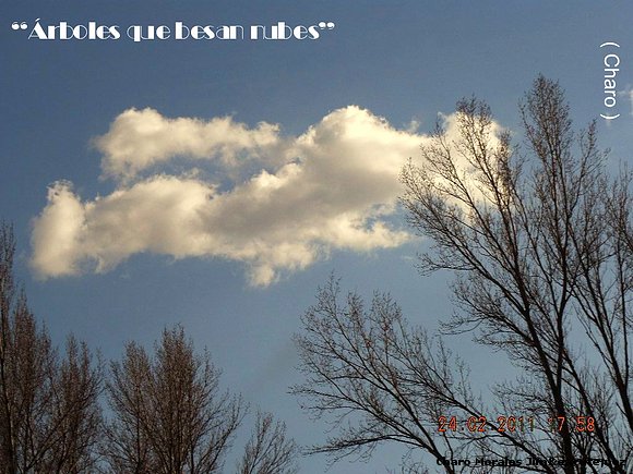 "Árboles  que  besan  nubes"