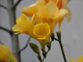 &quot; ANUNCIANDO  PRIMAVERA &quot; ( Charo)