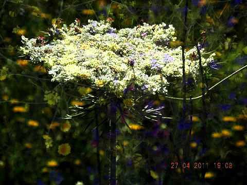 FLORES EN MI VIDA