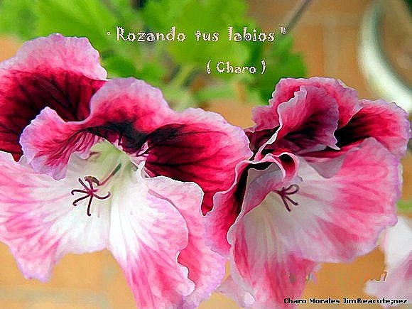 Rozando  tus  labios