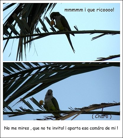 ¡ ESTOS  LOROSSSSS !