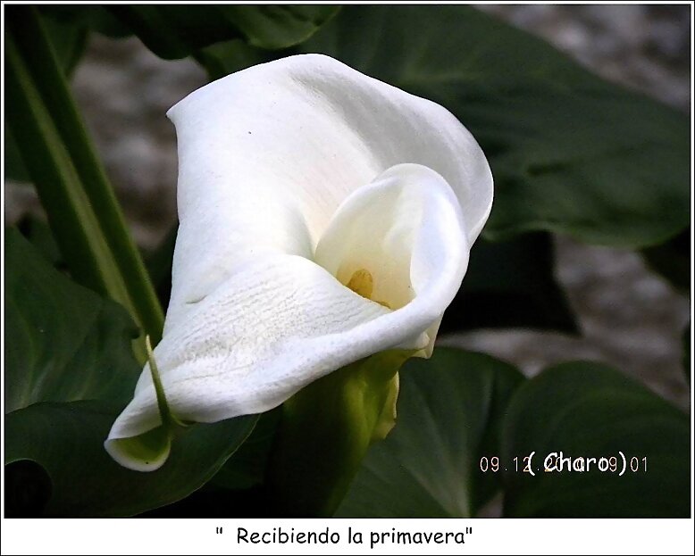 Recibiendo la Primavera