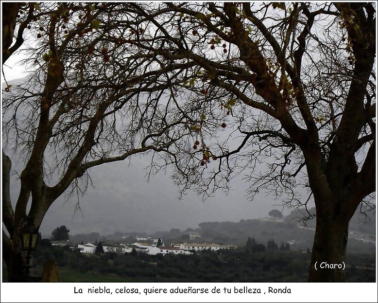 La  niebla, celosa...