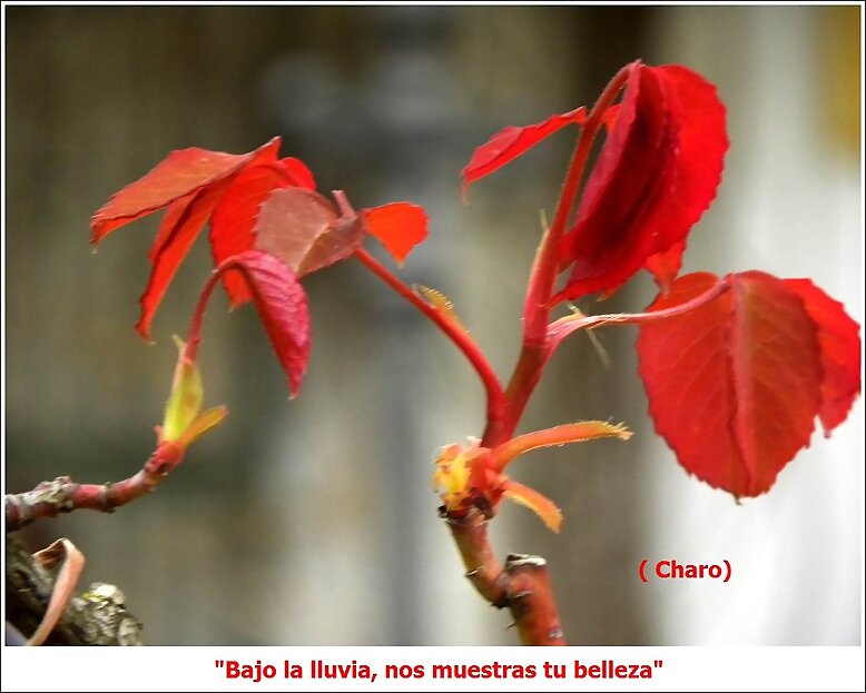Bajo la lluvia nos muestras tu belleza