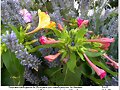 Madrugaron  las  flores