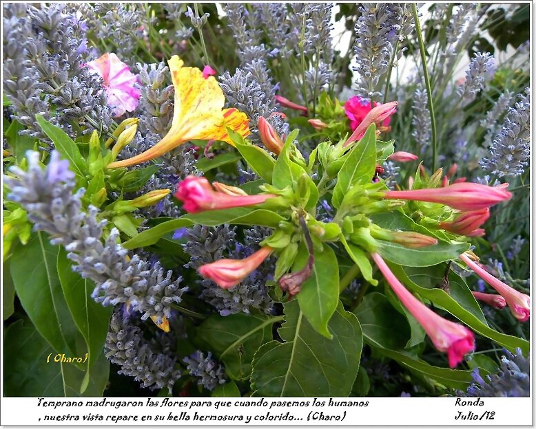 Madrugaron  las  flores