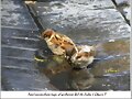 Refresc&aacute;ndose