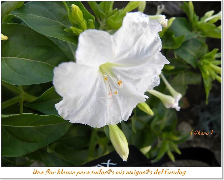 Una   flor  blanca