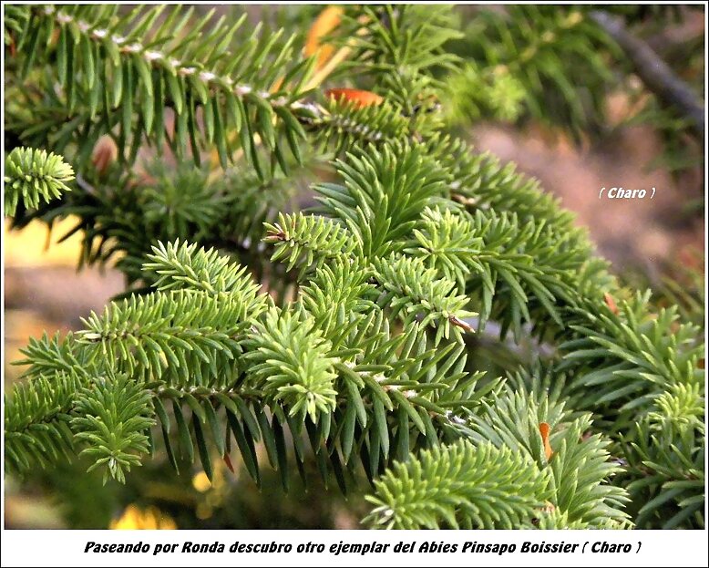 Abies pinsapo Boissier