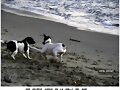 Dos  colegas  jugando
