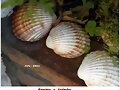 Conchas  y  tr&eacute;boles
