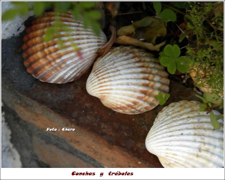 Conchas  y  tréboles