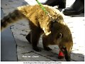 Un extra&ntilde;o pero lindo animalito