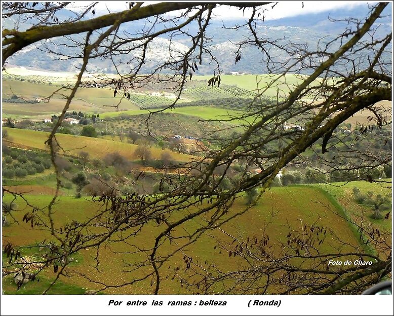 Por  entre  las  ramas