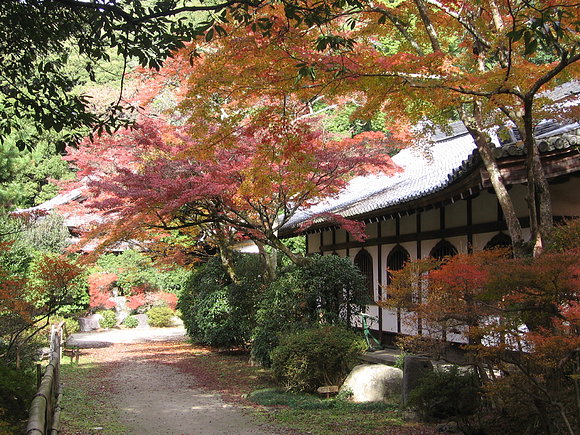 Momiji Daigoji