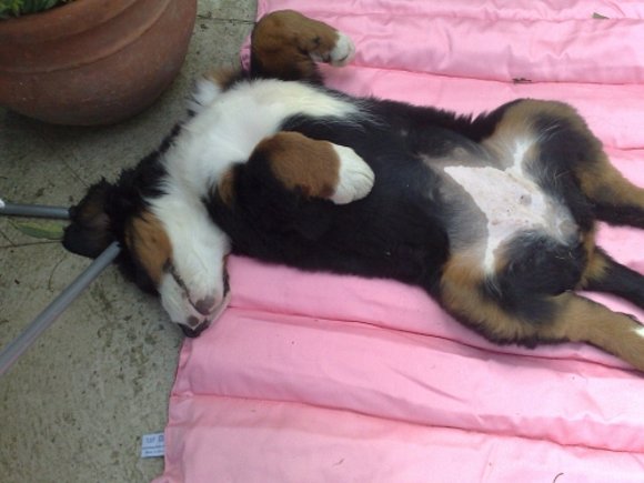 esta es la reina de la casa en su postura favorita