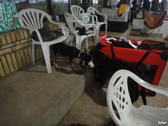 1 concurso canino villa de gijon.