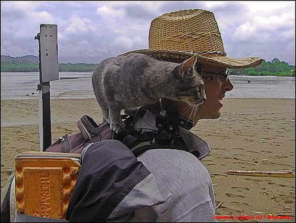 Gata mochilera viaja de U.S.A a Argentina