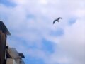 VOLANDO BRISTOL (INGLATERRA)