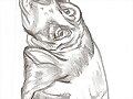 Perro