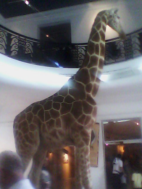 jirafa ... museo de ciencias Venezuela