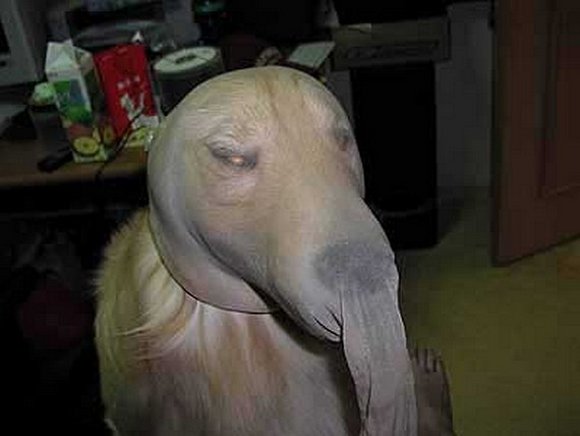 EL PERRO GUARDIAN